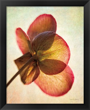 Framed Lenton Rose I Print