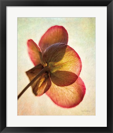 Framed Lenton Rose I Print