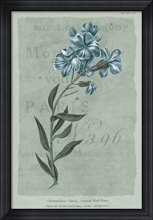 Framed Conversations on Botany VI on White with Blue Print