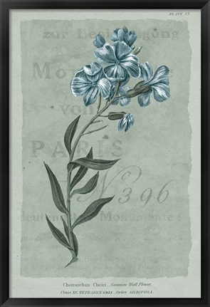 Framed Conversations on Botany VI on White with Blue Print