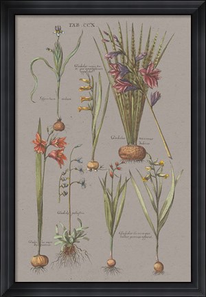 Framed Florilegium III Gray Print