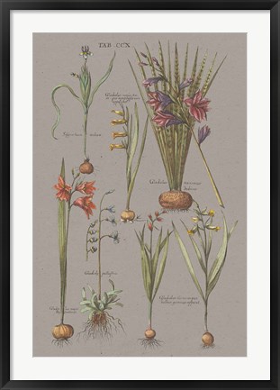 Framed Florilegium III Gray Print