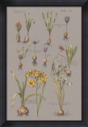 Framed Vintage Florilegium II Gray Print