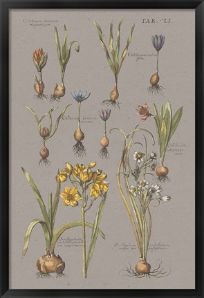 Framed Vintage Florilegium II Gray Print