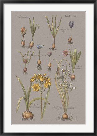 Framed Vintage Florilegium II Gray Print