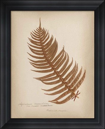 Framed Ferns in Book V Burgundy Print