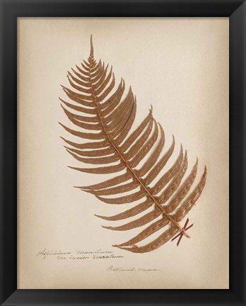 Framed Ferns in Book V Burgundy Print