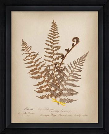Framed Ferns in Book IV Print