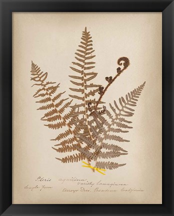 Framed Ferns in Book IV Print