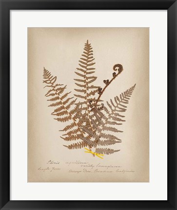 Framed Ferns in Book IV Print