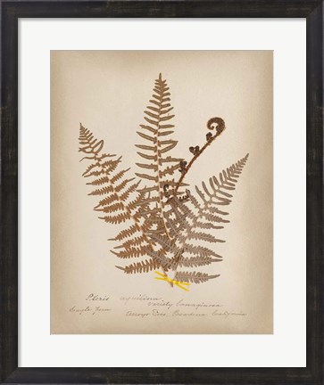 Framed Ferns in Book IV Print