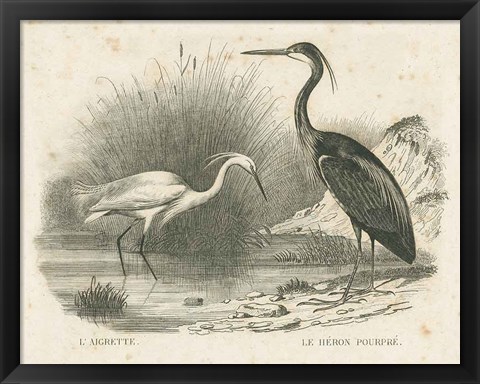 Framed French Birds II Print