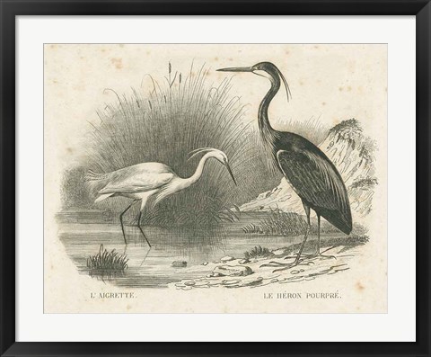 Framed French Birds II Print