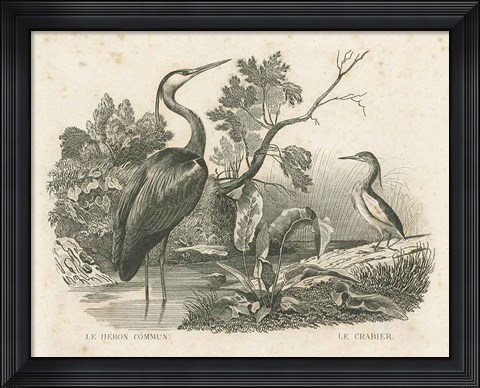 Framed French Birds I Print