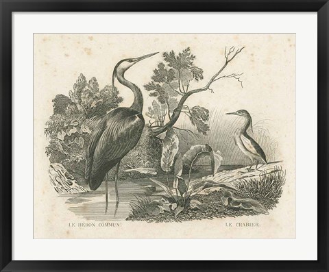 Framed French Birds I Print