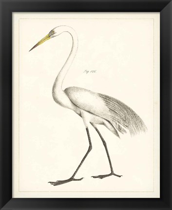 Framed Vintage Heron II Print