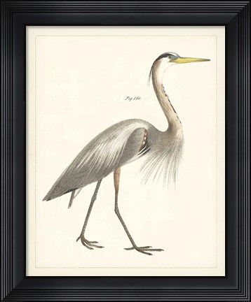 Framed Vintage Heron I Print