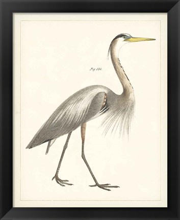 Framed Vintage Heron I Print