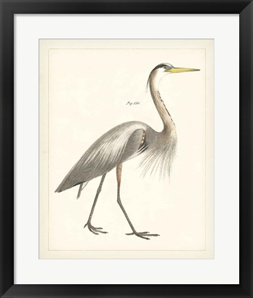 Framed Vintage Heron I Print