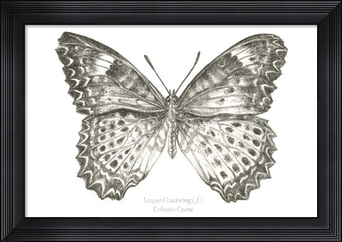 Framed Butterfly Sketch landscape I Print