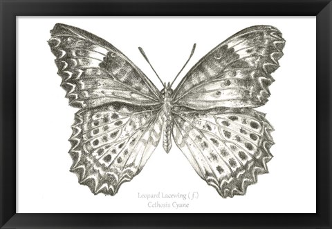 Framed Butterfly Sketch landscape I Print