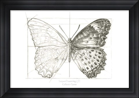 Framed Butterfly Sketch landscape II Print