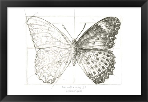 Framed Butterfly Sketch landscape II Print