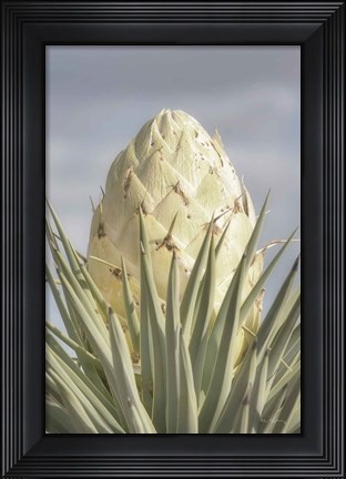 Framed Joshua Tree Print