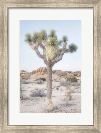 Framed Joshua Tree National Park II Print