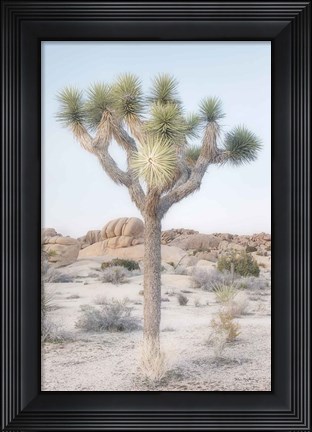 Framed Joshua Tree National Park II Print