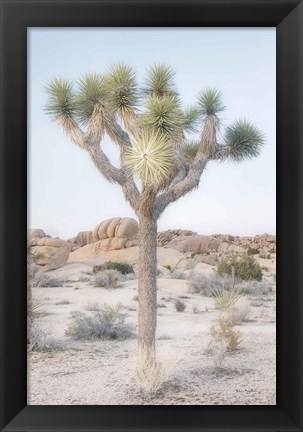 Framed Joshua Tree National Park II Print