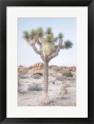 Framed Joshua Tree National Park II Print