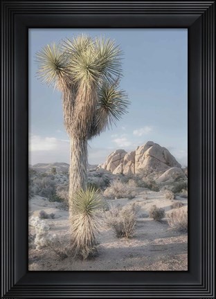 Framed Joshua Tree National Park I Print