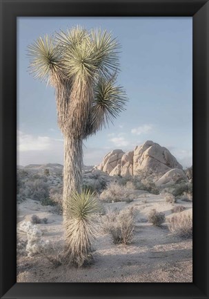 Framed Joshua Tree National Park I Print