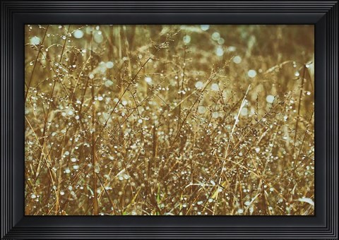 Framed Dew on Grasses Print