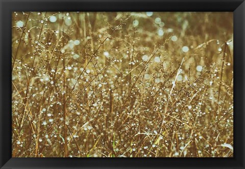 Framed Dew on Grasses Print