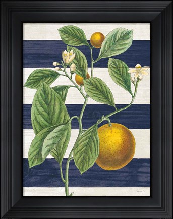 Framed Classic Citrus VI Navy Shiplap NW Print