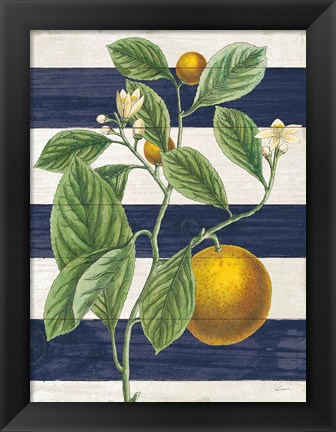 Framed Classic Citrus VI Navy Shiplap NW Print