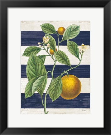 Framed Classic Citrus VI Navy Shiplap NW Print