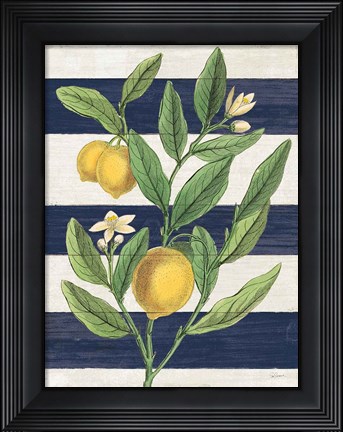 Framed Classic Citrus V Navy Shiplap NW Print