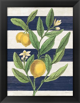 Framed Classic Citrus V Navy Shiplap NW Print