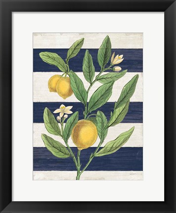 Framed Classic Citrus V Navy Shiplap NW Print