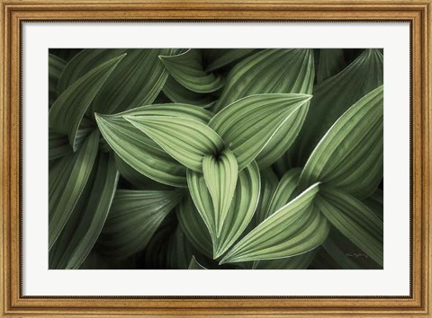 Framed Corn Lily II Print