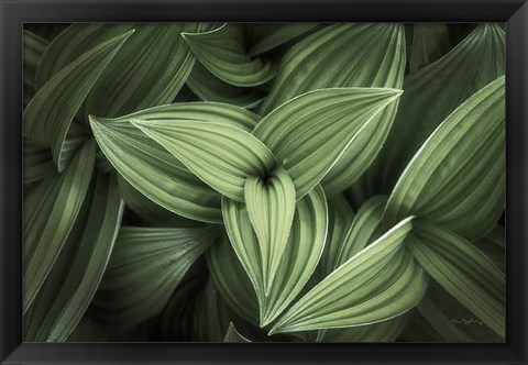 Framed Corn Lily II Print