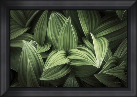 Framed Corn Lily I Print