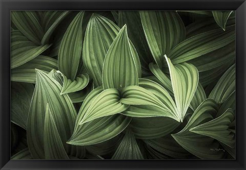 Framed Corn Lily I Print