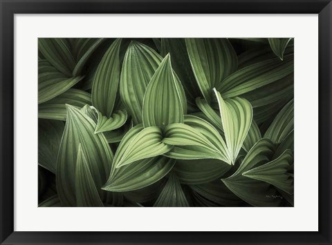 Framed Corn Lily I Print