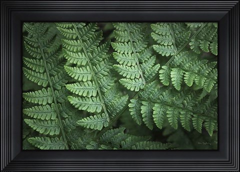 Framed Lady Ferns IV Color Print