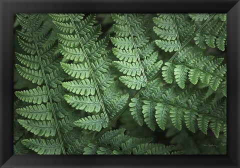 Framed Lady Ferns IV Color Print