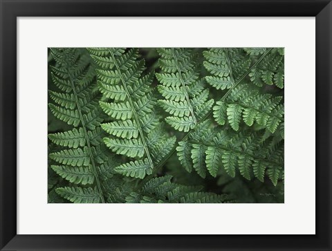 Framed Lady Ferns IV Color Print